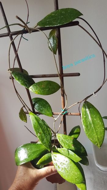  - Parasitica 1 si 2