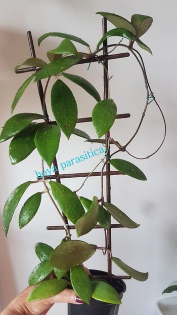  - Parasitica 1 si 2