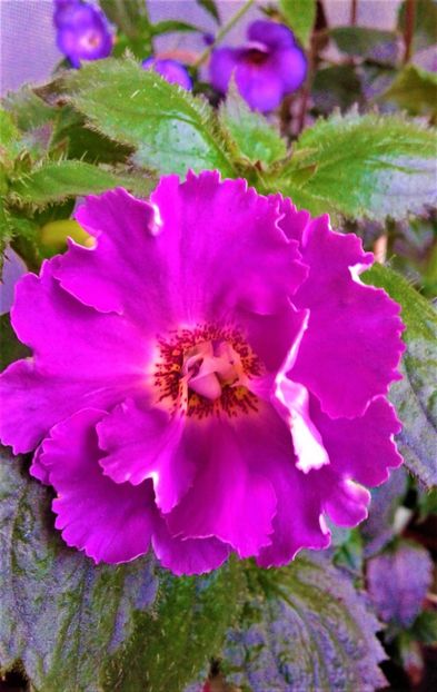  - 0000 ACHIMENES
