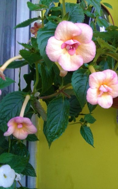  - 000014 ACHIMENES