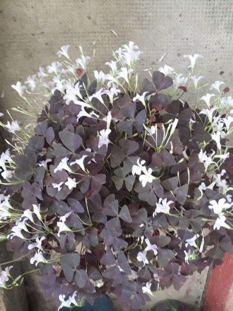  - oxalis triangularis