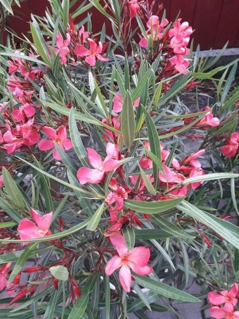  - papa gambeta nr 17