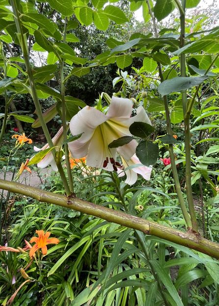 6F2D4321-8F18-4C6F-809F-924AF4E1A776 - Crini 2016 2023