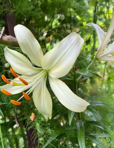 A2D656B7-5387-42E3-AC39-F854EBD5A800 - Crini 2016 2023