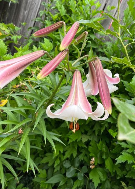 08532330-FCF0-4903-9A89-0BAC2A06861C - Crini 2016 2023