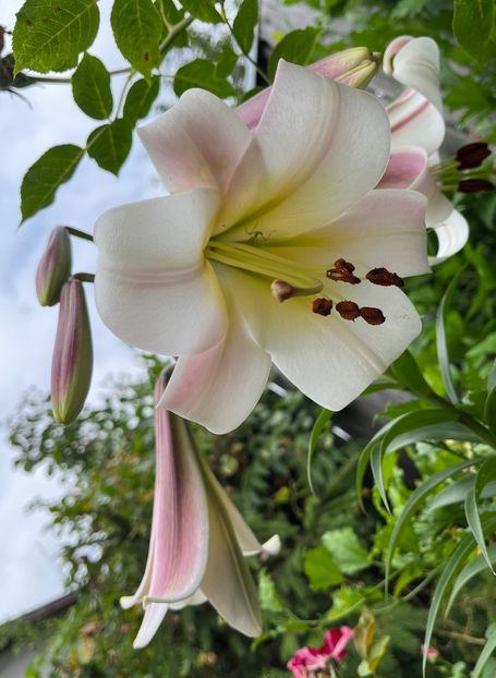 D40FF6E6-C7C3-4ED7-8B54-761D21BE7830 - Crini 2016 2023