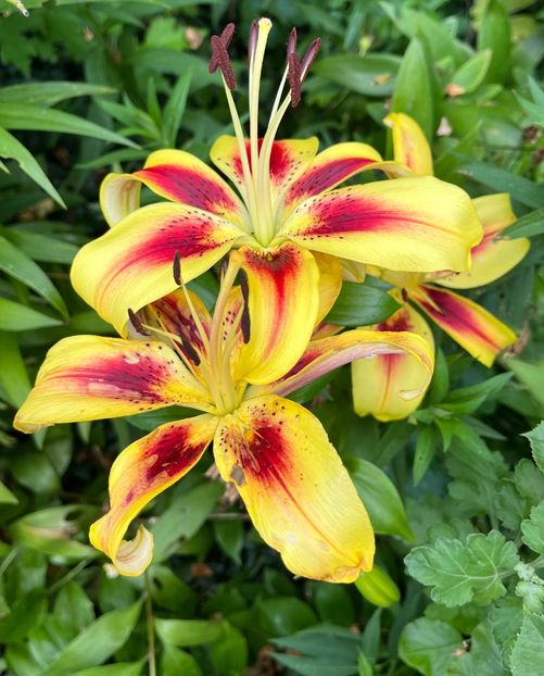 411FE656-A99D-4A16-95C8-2F2129173082 - Crini 2016 2023