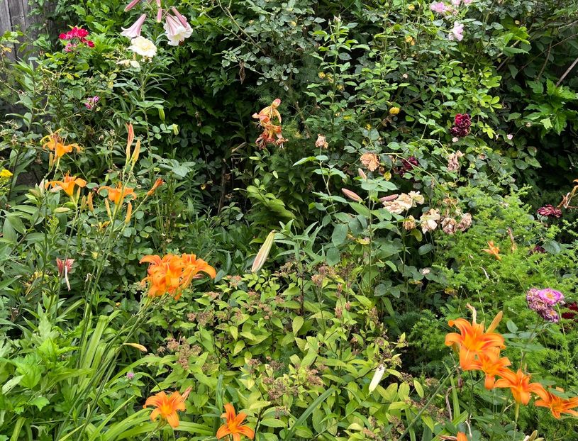 77CA65CD-9CB7-454A-80A6-406BA2BFC3A6 - Crini 2016 2023