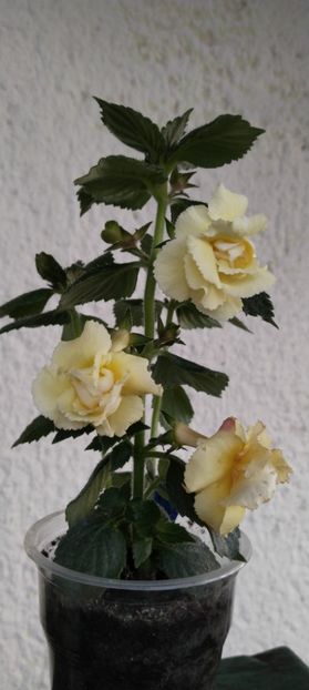  - 2024-BriD s Limonella