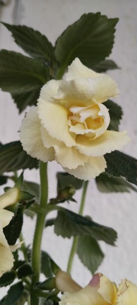  - 2024-BriD s Limonella