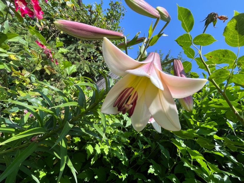 91067986-9590-4542-A285-5B8F6681F927 - Crini 2016 2023