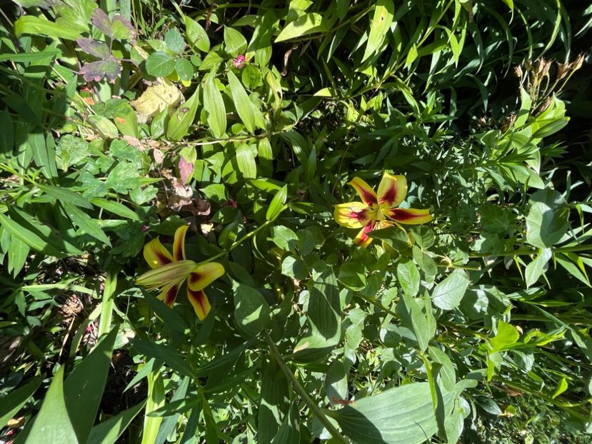 DDAE0C43-76DC-4220-B7F9-A8D5DD6EC9BA - Crini 2016 2023