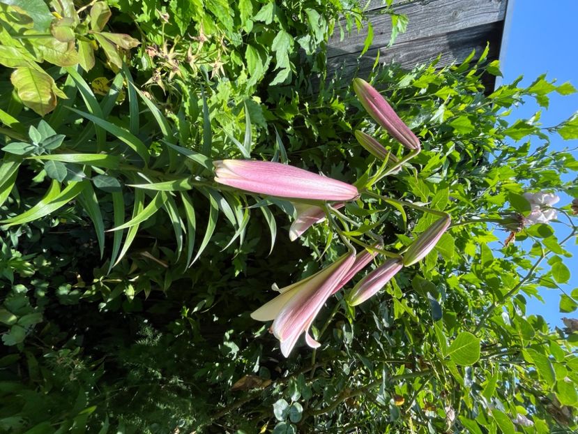 24D00DC6-8E9E-4851-94DB-D9EE88AA604C - Crini 2016 2023