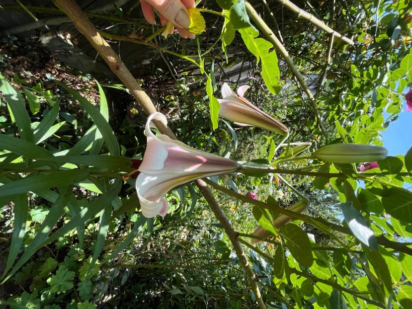 EA24A9F2-1A8F-4308-8D64-12B26309E426 - Crini 2016 2023