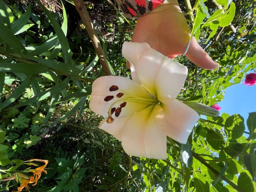 B6FF8721-22C0-4061-8181-D9E6B993F2EC - Crini 2016 2023