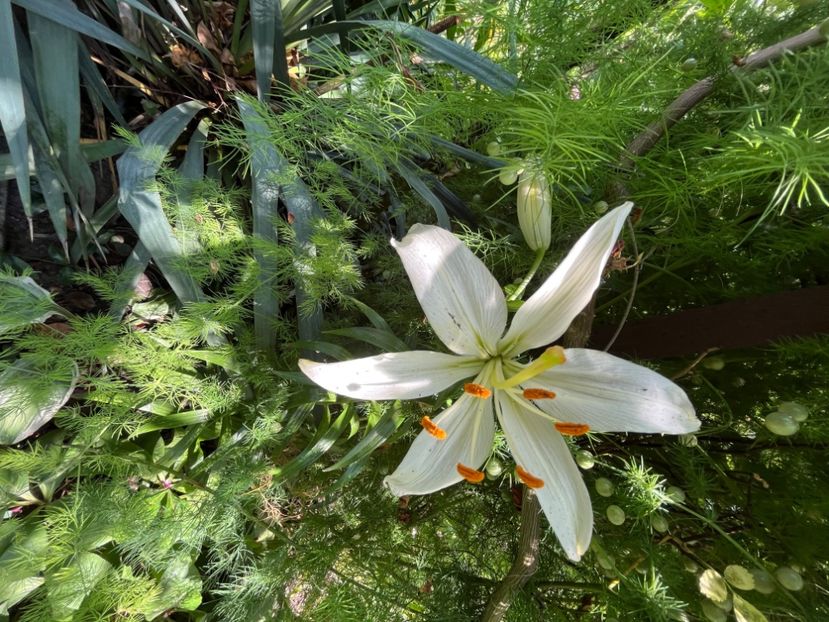 BAD2F5AD-F058-432B-B835-FB1EE191F839 - Crini 2016 2023