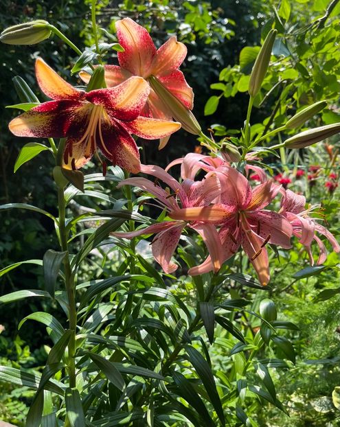 E3B41B1D-77C6-45CE-A86D-B634E85D297B - Crini 2016 2023