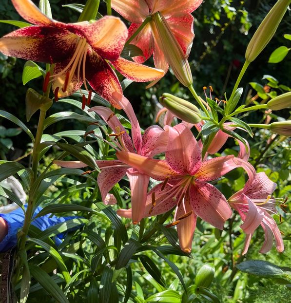 483541D2-34BB-45E0-83A0-82A38CF570CC - Crini 2016 2023