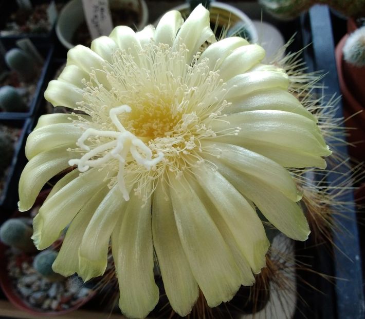 Notocactus magnificus.jpg - 2023