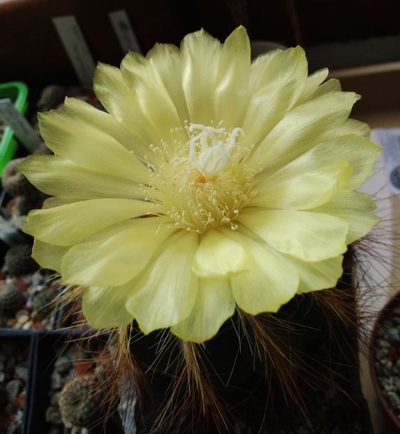 Notocactus magnificus - 2023