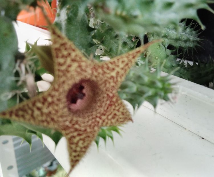 Huernia pillansii - 2023