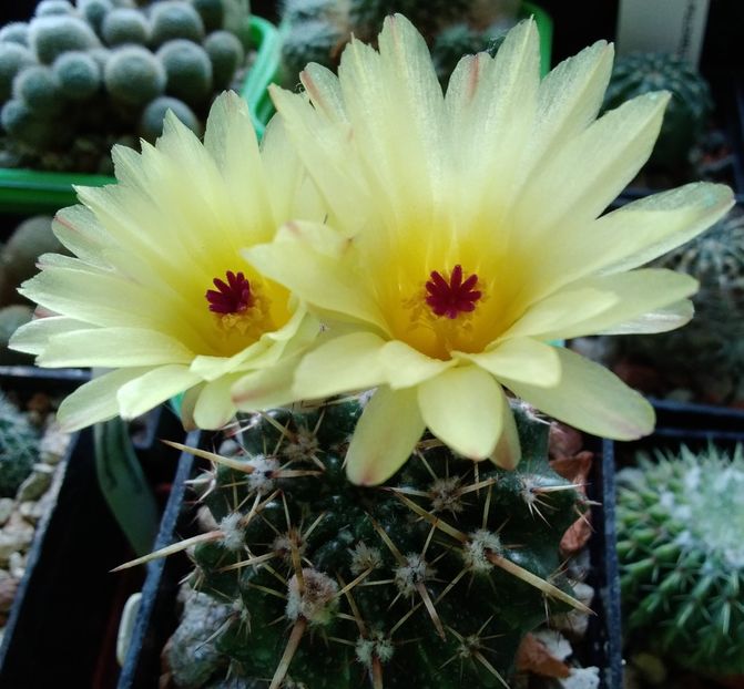 Notocactus submammulosus  - 2023