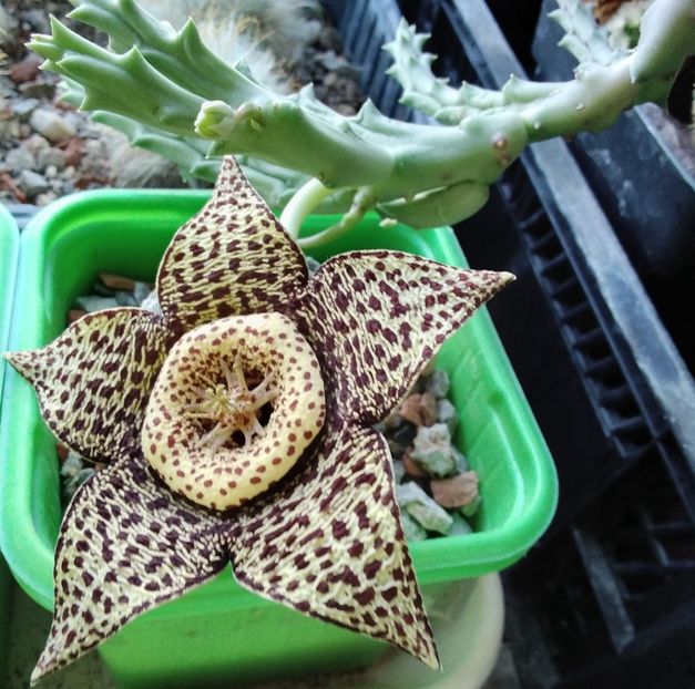 Orbea variegata - 2023