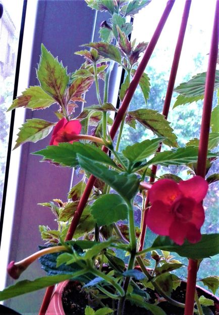  - 000018 ACHIMENES