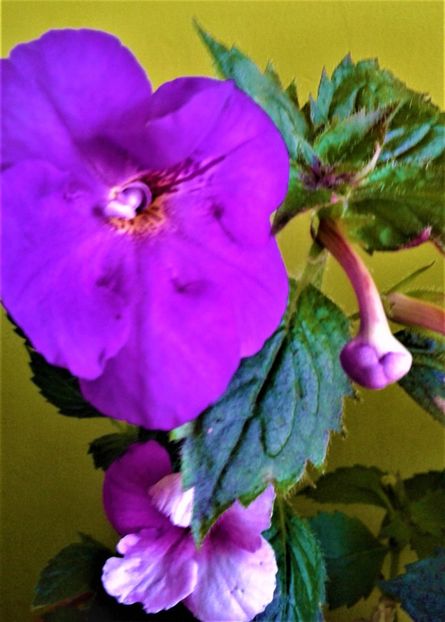  - 000018 ACHIMENES