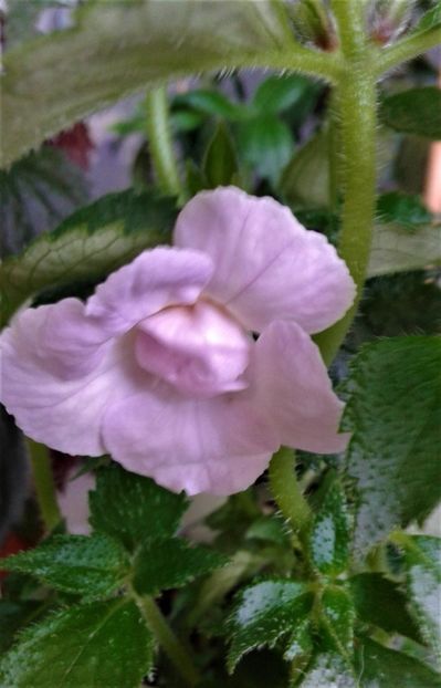  - 000018 ACHIMENES