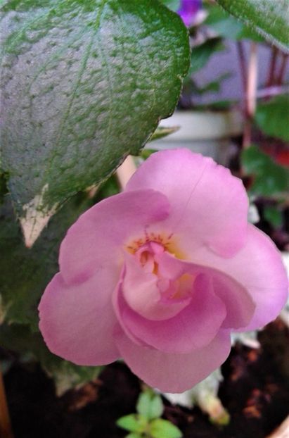  - 000018 ACHIMENES