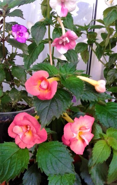  - 000018 ACHIMENES