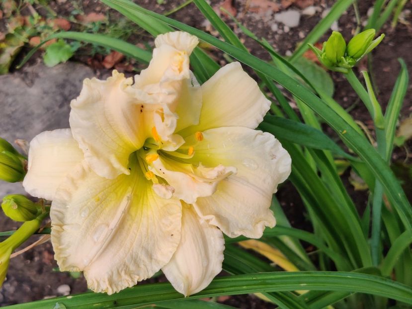 ...nu toate florile sunt batute - Hemerocallisi