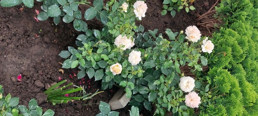 Garden of roses - Trandafiri 2023