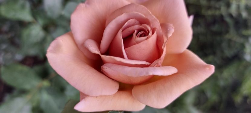 Koko locco - Trandafiri 2023