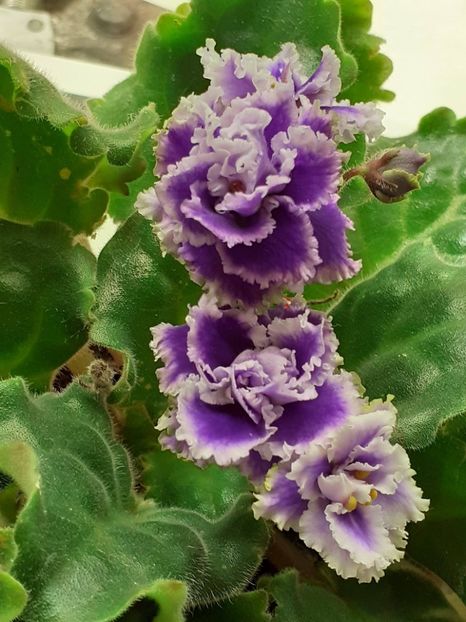  - Petitcoate Promenade