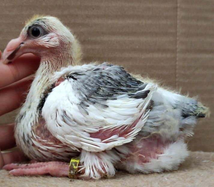 AGH - Tineret 2023 AGH