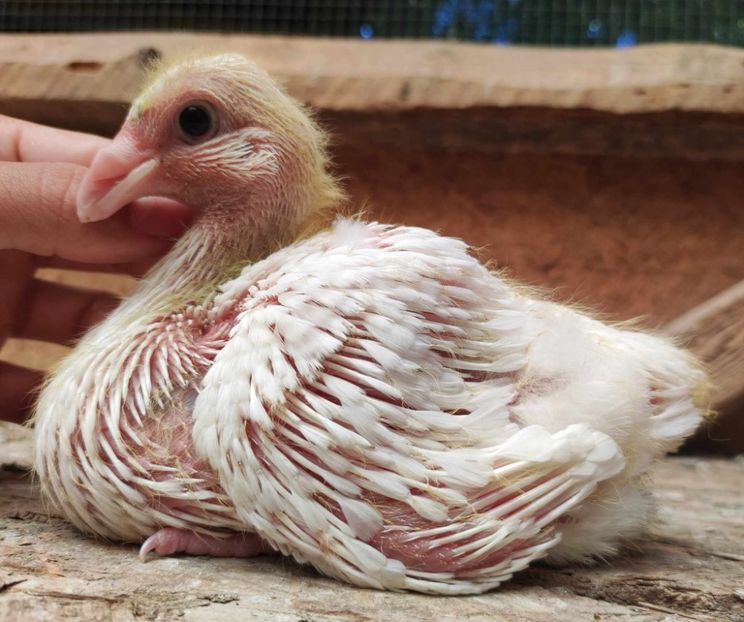 AGH - Tineret 2023 AGH