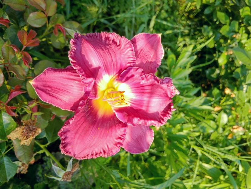  - soiurile mele - Hemerocallis