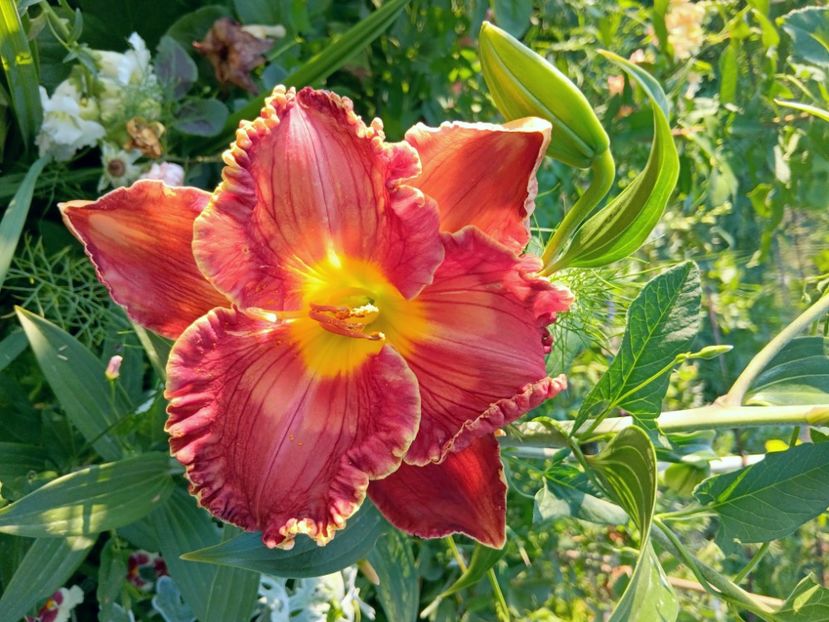  - soiurile mele - Hemerocallis