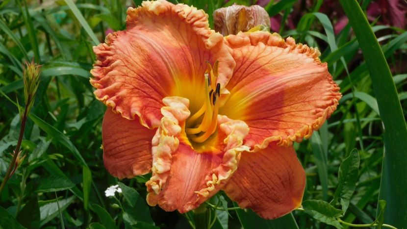  - soiurile mele - Hemerocallis
