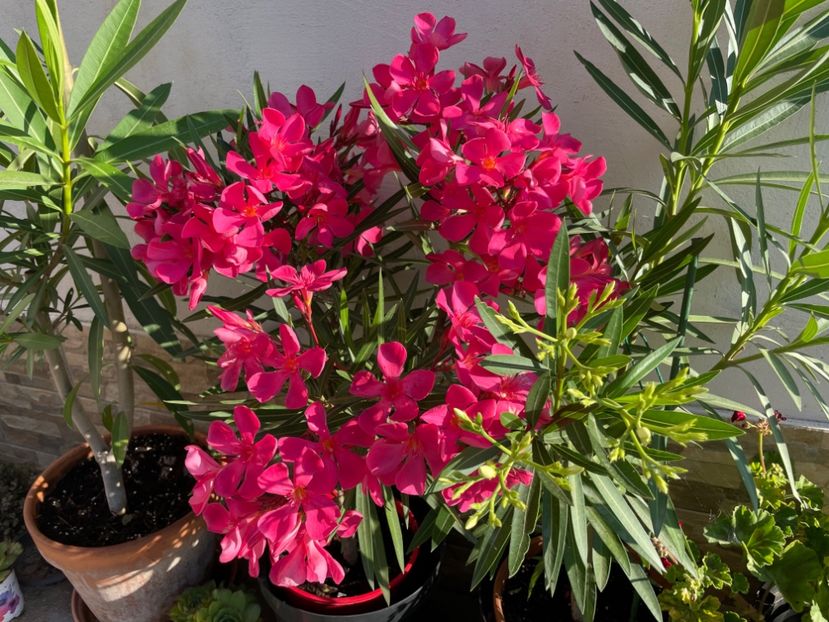 08DCCC60-9F08-4F2F-BB2B-DF06E1CEF8A7 - 0006 - Leandri 2023-2024-2025