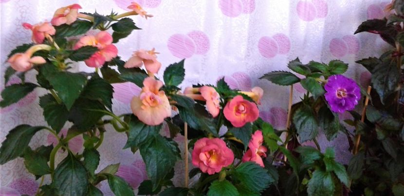  - 0004 achimenes
