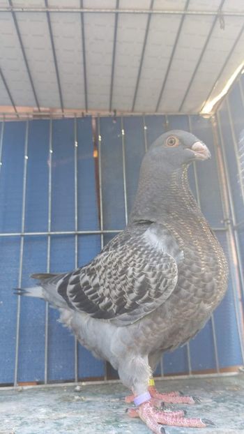 F 2023 - Tineret 2023