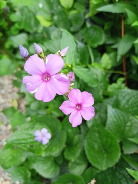 Phlox - Grădina 2023 continuare 4