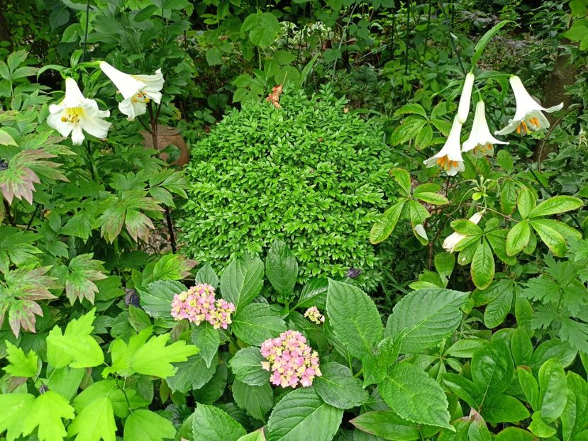  - Grădina 2023 continuare 4