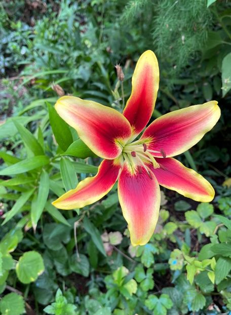 84C31E6C-DD6D-47AE-9161-DA499CF4479C - Crini 2016 2023