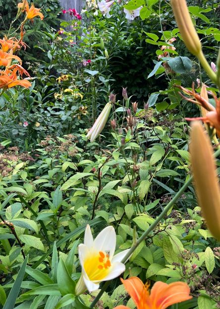 56B9BBE1-0A18-4BFD-B55D-D875695F92D8 - Crini 2016 2023