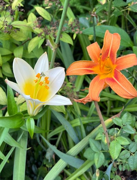 C850B62A-ED65-45A3-8780-DD215976DA69 - Crini 2016 2023