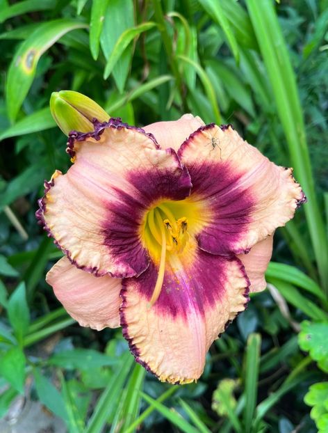 4695A3F1-2EC7-4771-AB61-7ED556BA556F - Hemerocallis 20 23